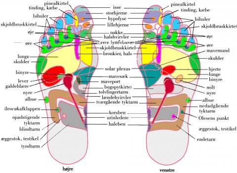 Kort over kroppens organer, muskler, knogler og nervebaner